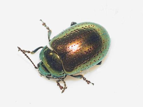Réf. 340 493 : Chrysolina hyperici